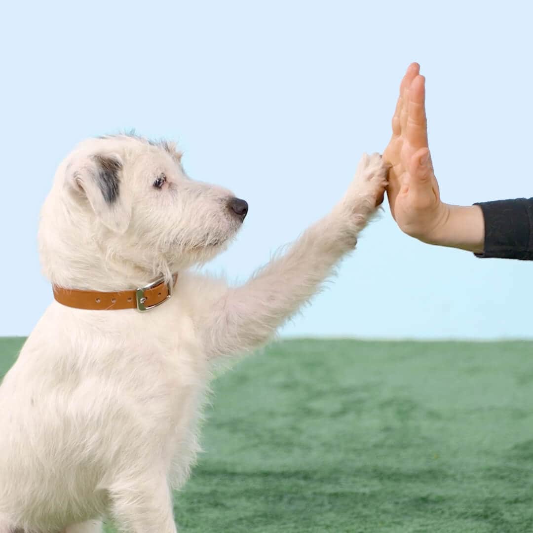 Un perro levanta la pata y toca la mano plana de su dueño en un gesto de chocar los cinco.
