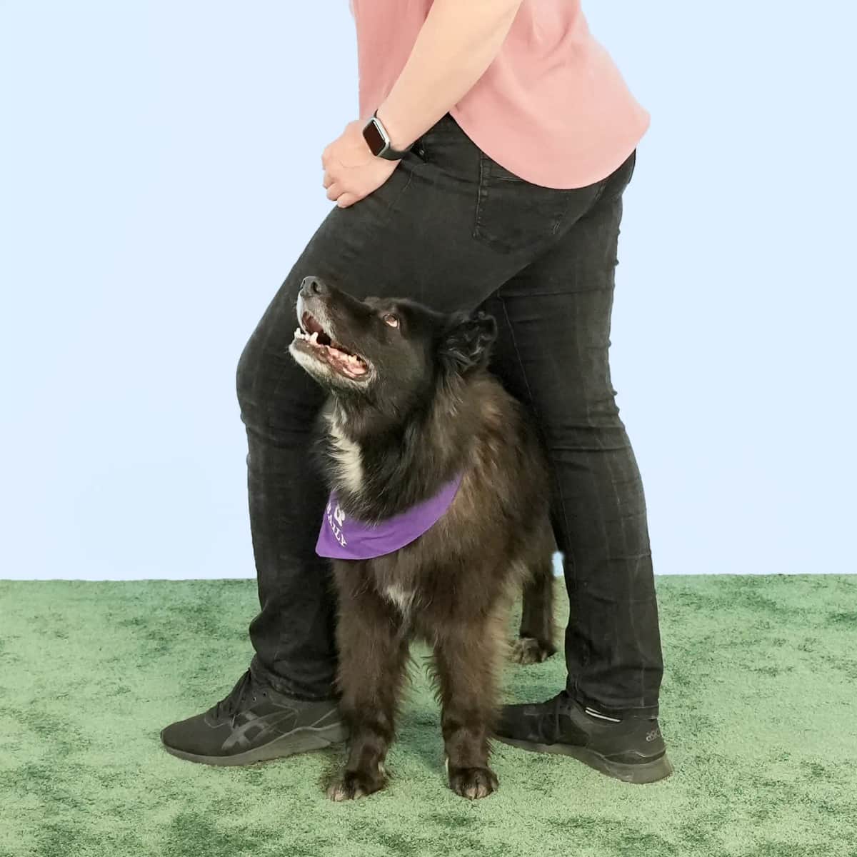 A dog weaving between its owner's legs and looking up.