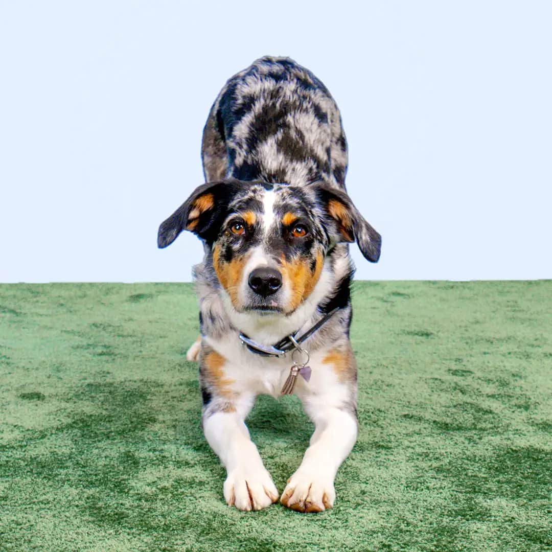 A dog in a bow position: front legs flat on the ground, rear end raised, typical play bow pose.