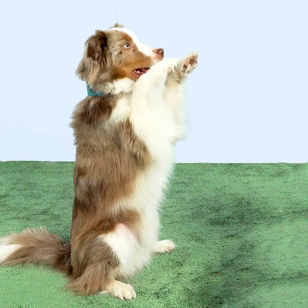 Un perro se sienta erguido sobre las patas traseras con las patas delanteras dobladas frente al pecho.