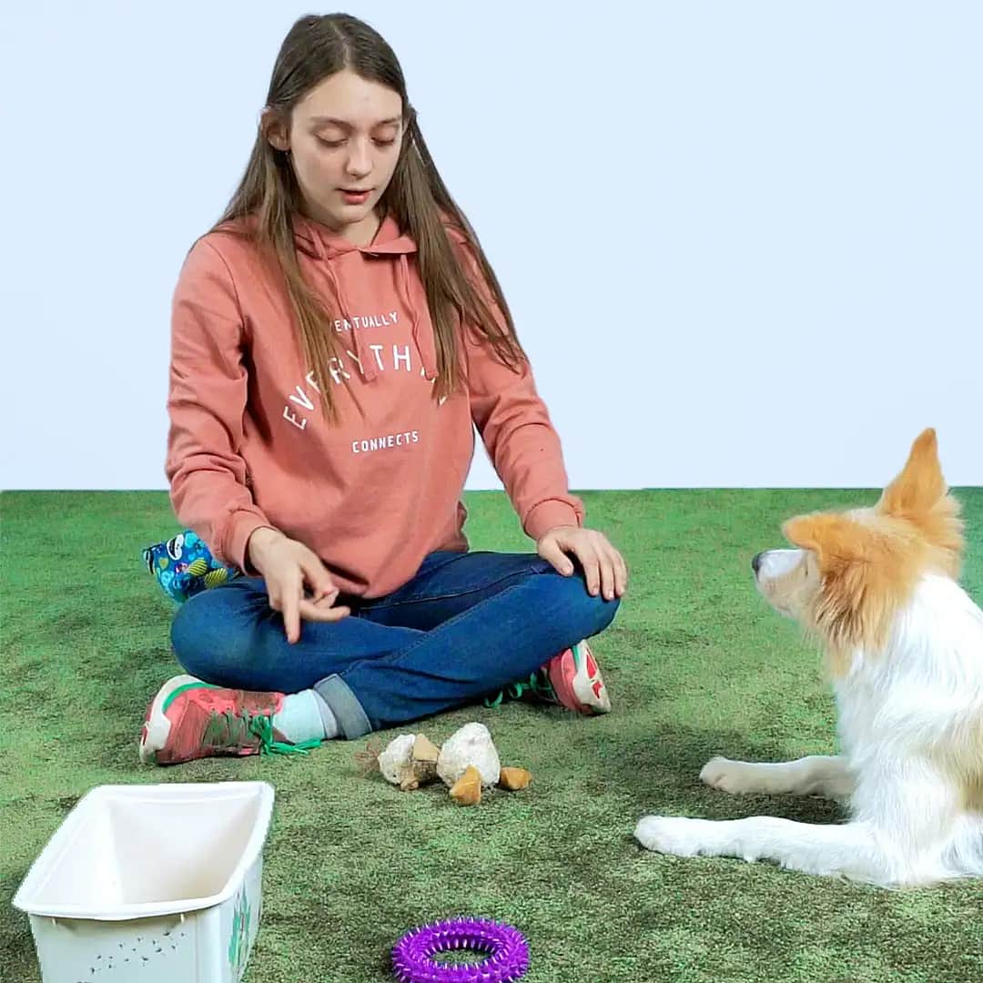 Un perro está junto a una caja de juguetes y sostiene un juguete en la boca, listo para dejarlo caer en la caja.