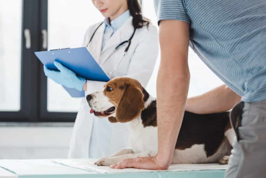 Ein Beagle liegt auf einem Untersuchungstisch, während ein Tierarzt in weißem Kittel und Handschuhen ein Klemmbrett überprüft. Im Raum herrscht Besorgnis, während der Hundebesitzer, der sich Sorgen über eine mögliche Schneckenkornvergiftung macht, seinen Hund in der hellen Tierklinik vorsichtig im Arm hält.
