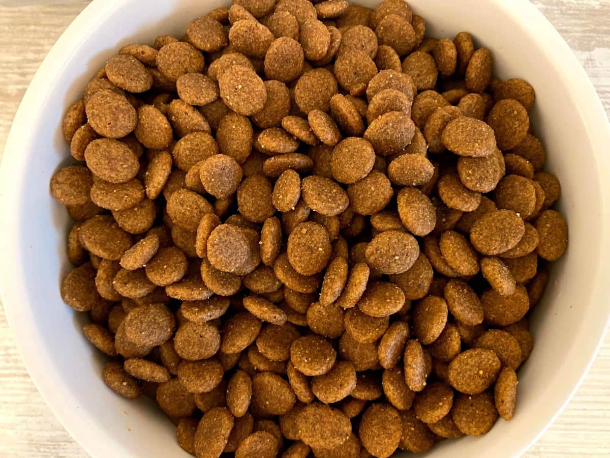 Royal Canin Hundefutter im Praxistest: Trockenfutter-Kroketten im Napf serviert