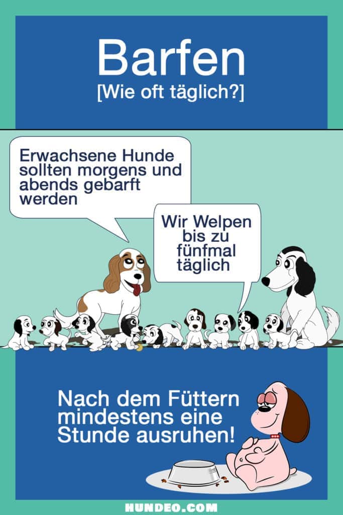 Ein Cartoon einer Hundefamilie, in dem der erwachsene Hund eine „Anleitung" zu Fütterungszeiten für Hunde und Welpen gibt. Der Text enthält „Tipps" zur Häufigkeit und Ruhe nach den Mahlzeiten. Der erwachsene Hund gibt Ratschläge zum „Barfen", umgeben von neugierigen Welpen, die alles in sich aufnehmen.