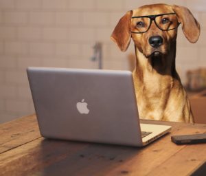 Was ist Rohprotein? (Der große Ratgeber) 3 Hunde wissen