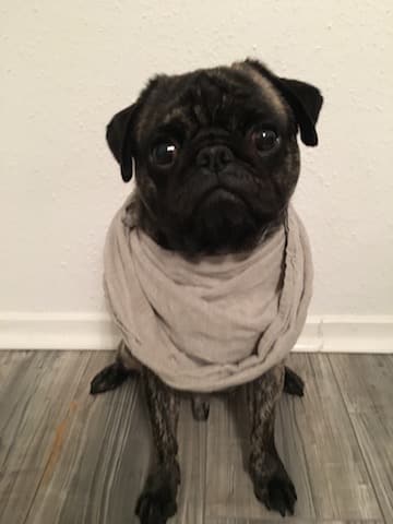 nacho mops hund