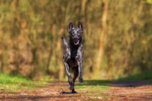 sportlicher hund