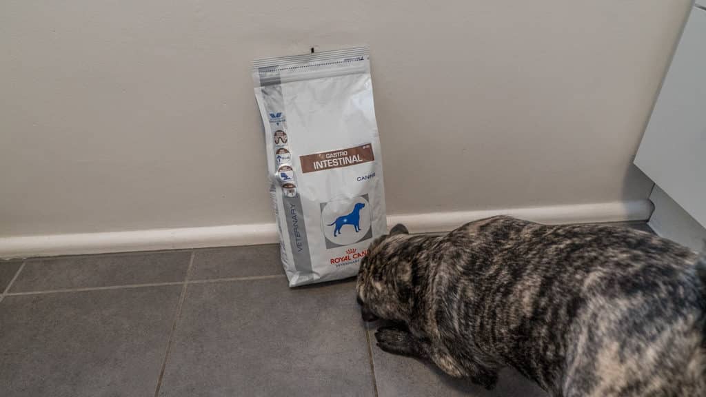 prueba de comida para perros royal canin