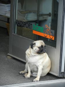 Was muss ich beim Futter für kastrierte Hunde beachten? 7 hund dick