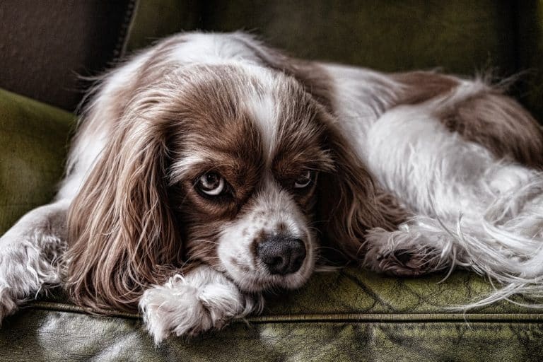 nierenkranker hund