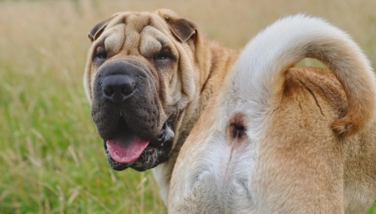 Analdrüse beim Hund ausdrücken [5 hilfreiche Tipps]