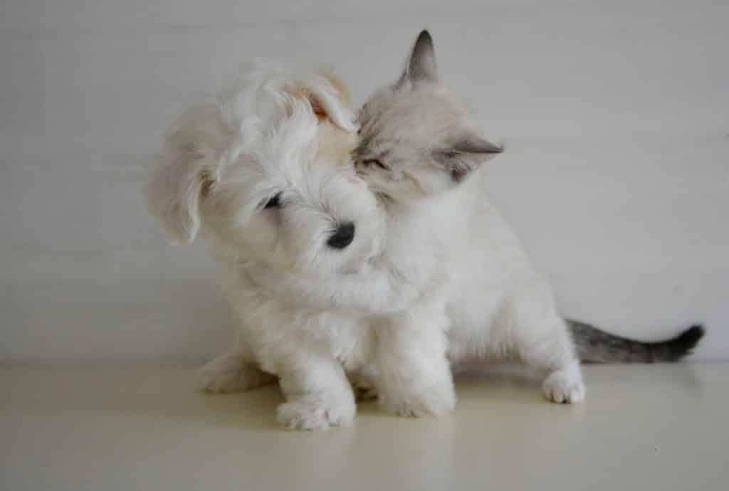 Hund und Katze