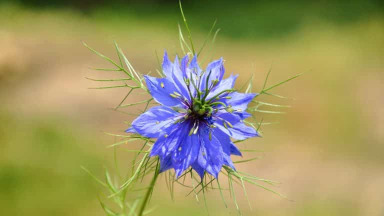 Schwarzkümmel-Blüte