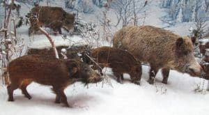 Wild boar, Aujeszky, pseudo rabies