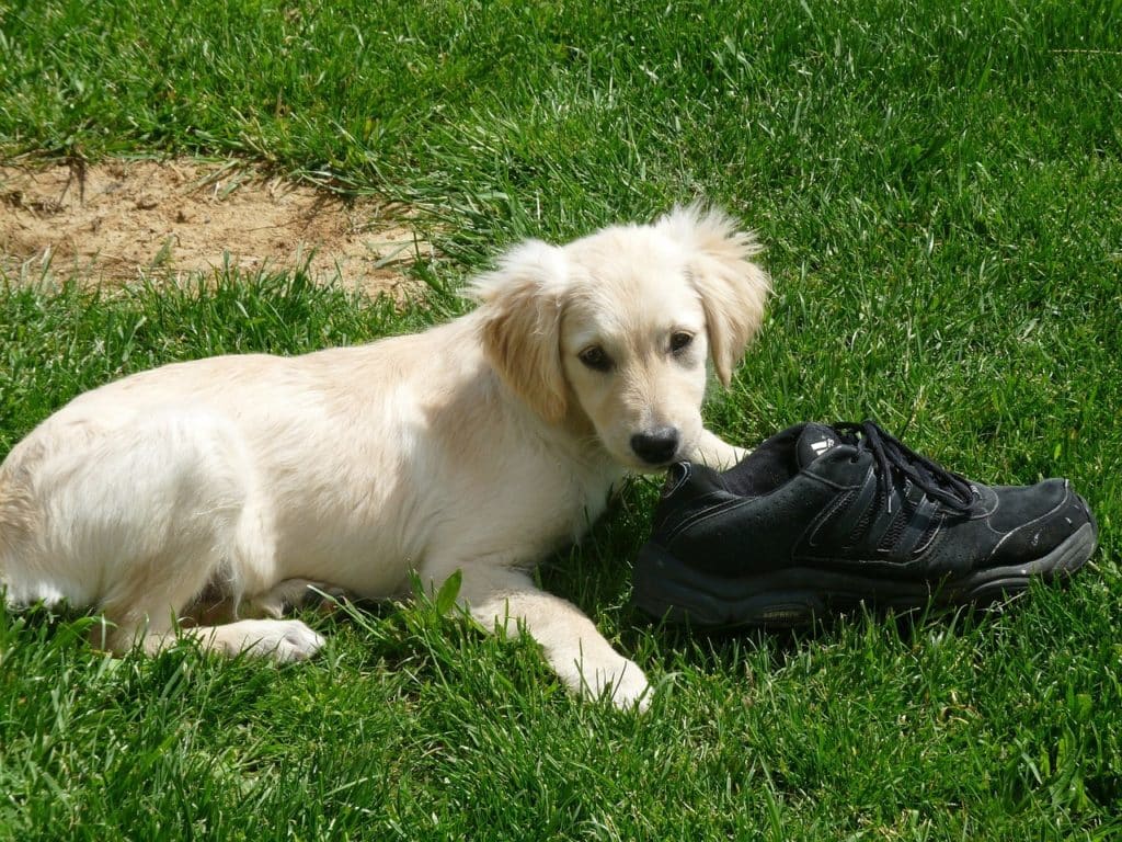 Hund mit Schuh