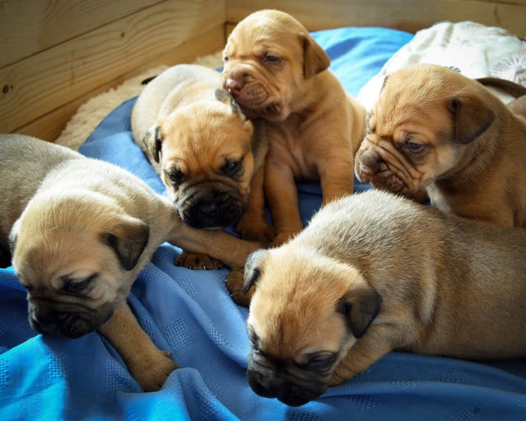 3 Gründe für einen Schluckauf beim Hund & Welpen