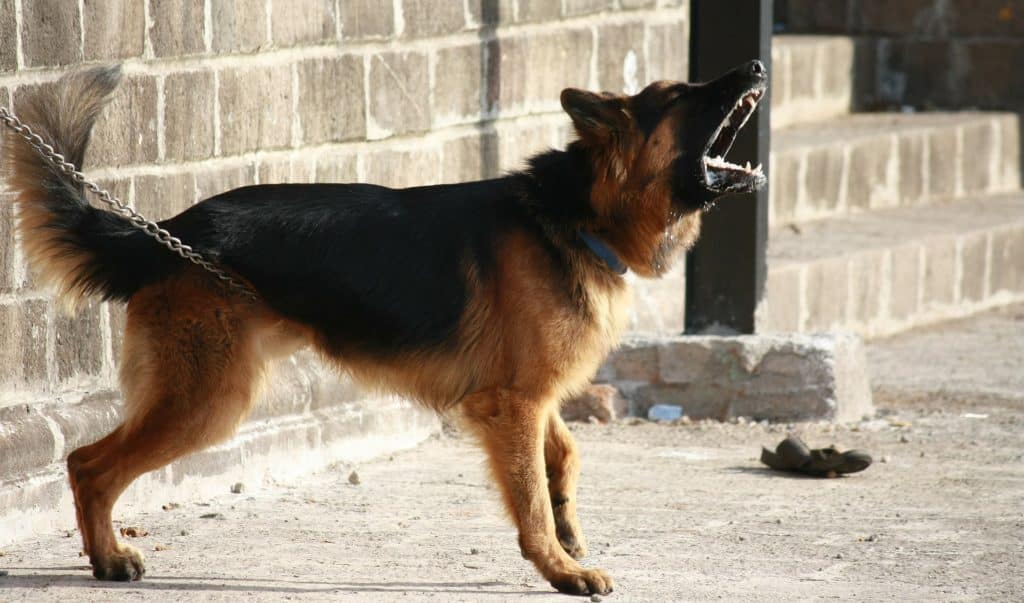 deutscher schäferhund