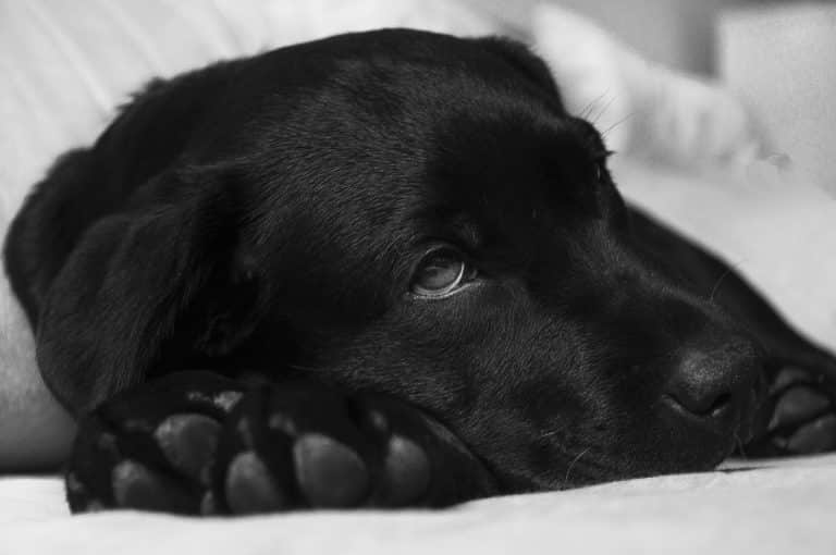 hund krank