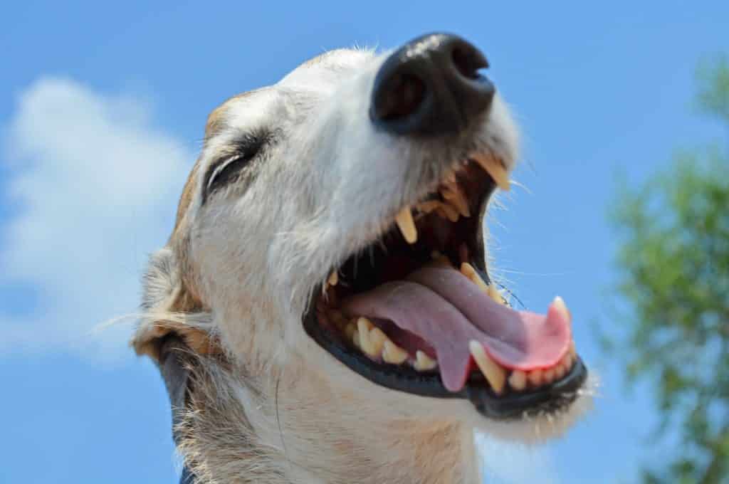 Hund Maul Rachen Zähne