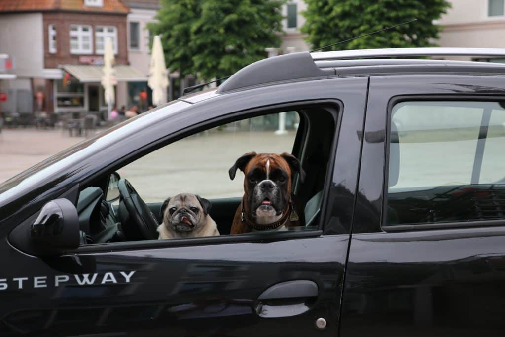 hund in auto