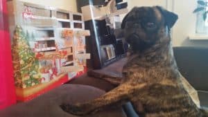 hund mit adventskalender