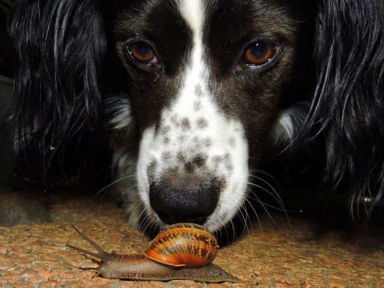 Hund Schnecke Schneckenkorn