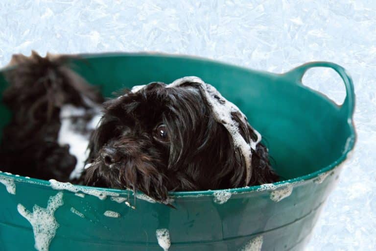 Baño de champú para perros