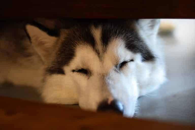 Husky dog cave sleeping