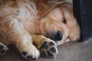 Puppy Paw Sleeps