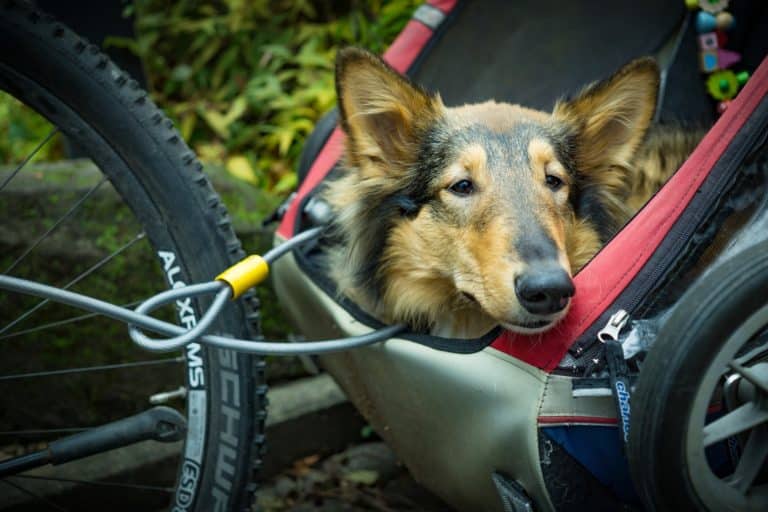 Hundebuggy Test (Das sind die 5 besten Marken) 13 alternative transportation 2178317 1920