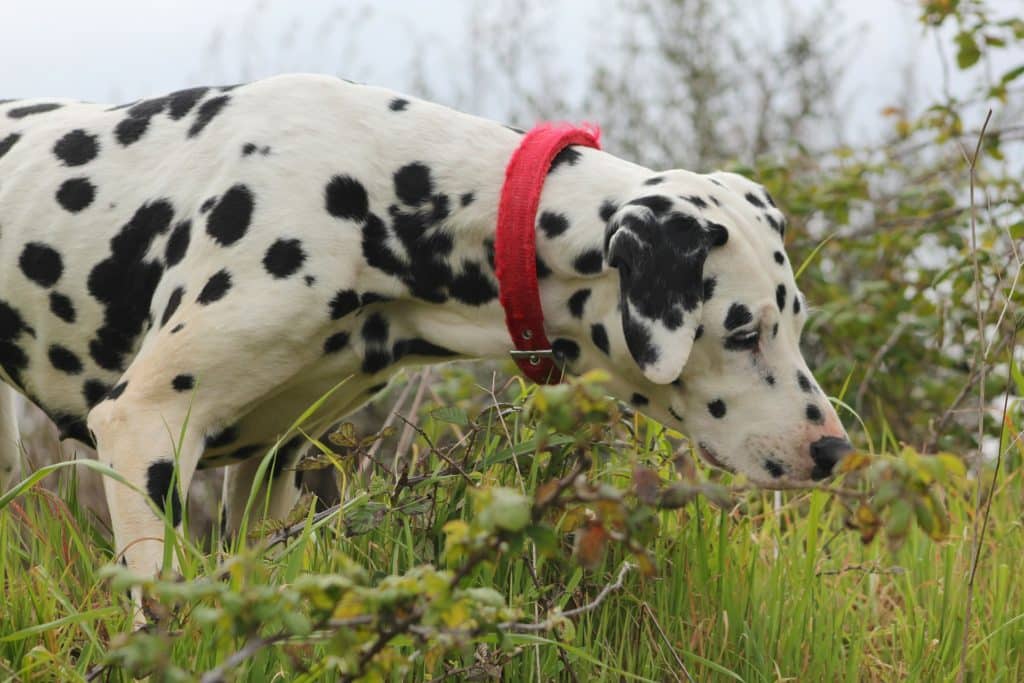 Hund frisst Gras