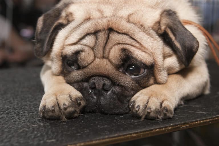 Darmverschluss Hund