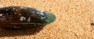 Green lipped mussel for dogs