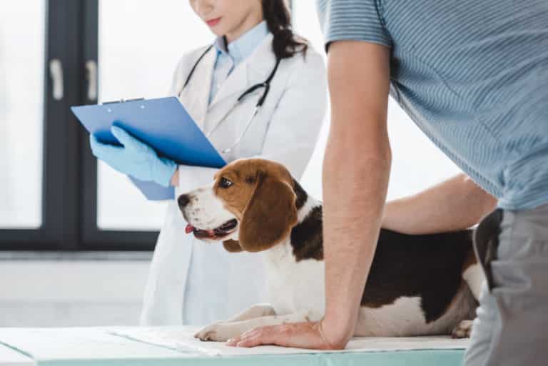 Hund Diagnose und Vorbeugung