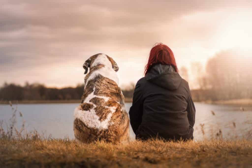 Hund Freund Natur
