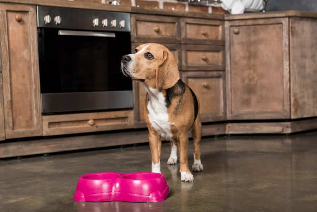 Rohfaser (Ein Ballaststoff mit viele Vorteilen?) 7 hund hat hunger