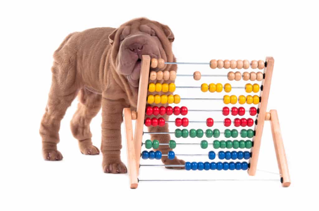 Hunde Berechnung