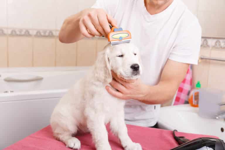 Hundekamm Test (Das sind die 5 besten Marken) 13 Hundepflege mit Kamm