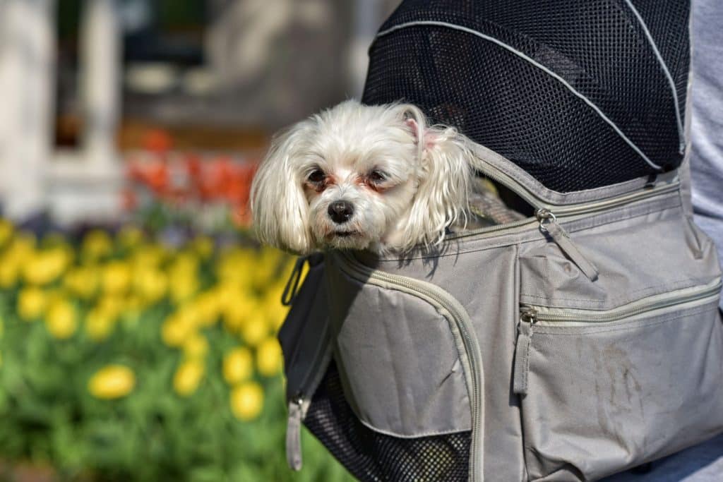 Yiiquanan Hund Rucksack Verstellbar Pack Mittelgroße & Large Hunderucksack für Wandern Camping Reise Schwarz, Asia M 