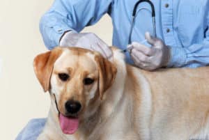Vaccination dog