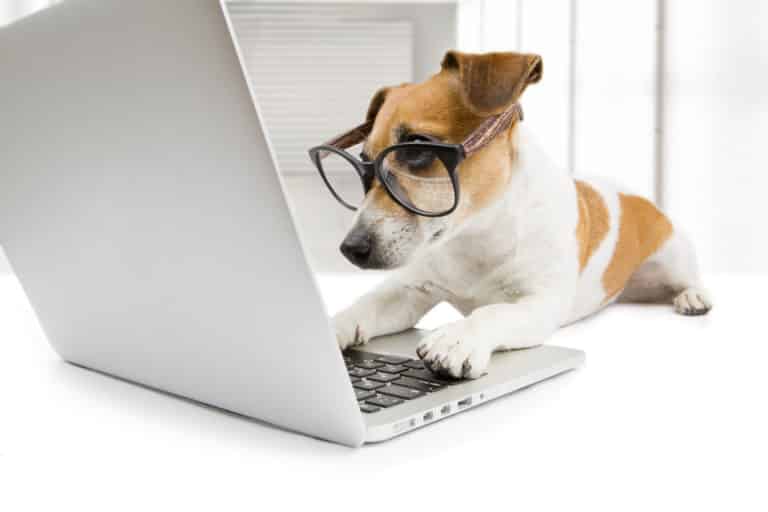 Hundeklappe Test (Das sind die 5 besten Marken) 13 Kluger Hund