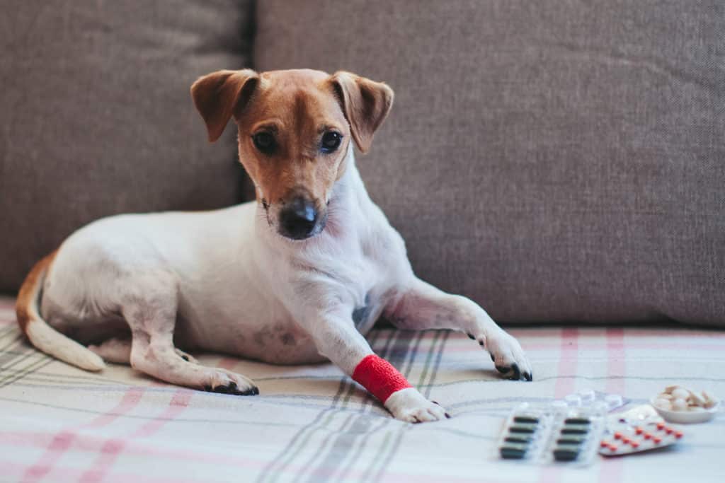 Hund durchfall medikament - Die qualitativsten Hund durchfall medikament auf einen Blick