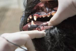 Zahnfleischeintzündung Hund