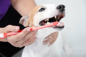 Cura dei denti per i cani