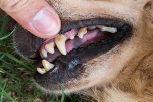 tartre dentaire chien