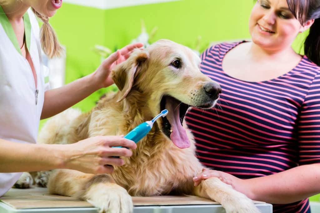 Zähneputzen beim Hund