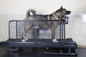 Dog treadmill