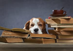 Dog sleeps on books