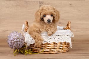 Dog puppy wooden basket