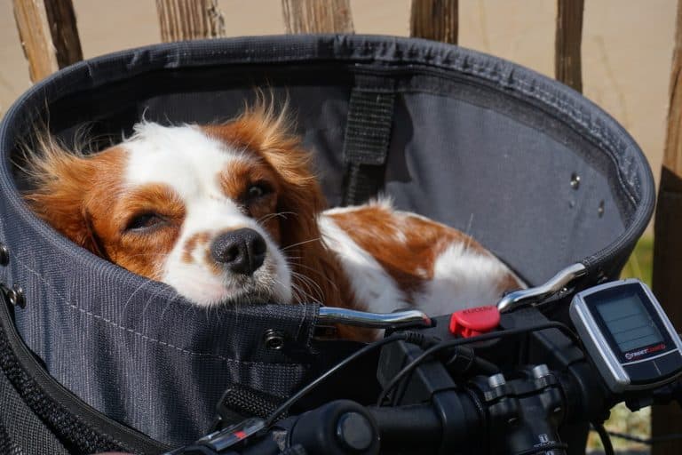 Die besten Testsieger - Entdecken Sie bei uns die Hundefahrradkorb bis 10 kg Ihrer Träume